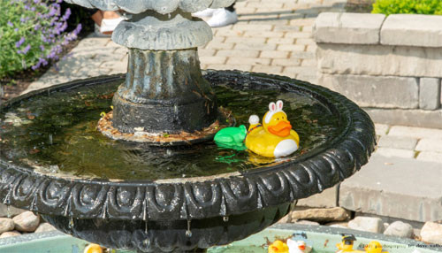 Fountain Picture