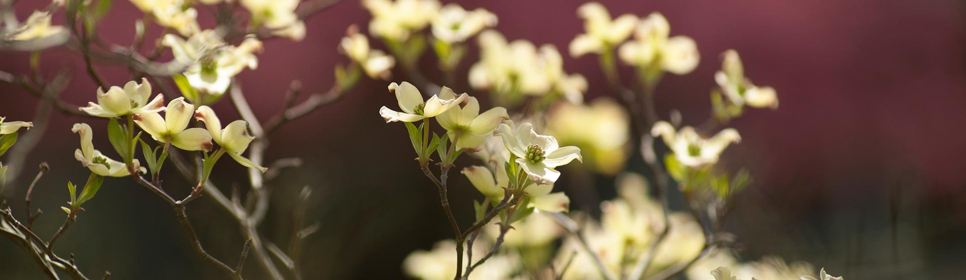 Picture of small, delicate white flowers